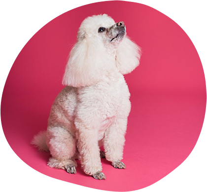 Choosing The Best Shampoo For Your Dog Grooming Routine